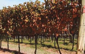 Pondo o vinho em outro patamar