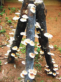 COMO FUNCIONA? PRODUÇÃO DE COGUMELOS SHITAKE EM BLOCOS 