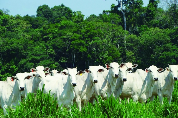 O FUTURO DA CARNE E DO LEITE