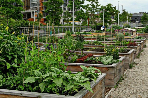 CONTROLE BIOLÓGICO EM HORTAS URBANAS