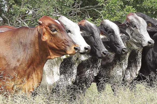 Fertilidade à toda prova