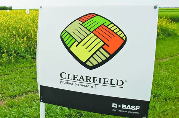 CORTEVA ADQUIRE DA BASF O SISTEMA DE PRODUÇÃO CLEARFIELD® CANOLA NO CANADÁ E ESTADOS UNIDOS