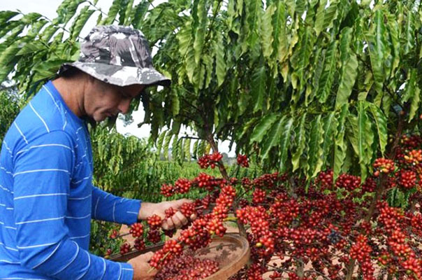 Ajuda aos produtores de café – Revista Rural