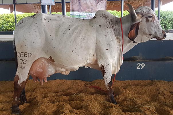 MEGA LIQUIDAÇÃO DE PLANTEL LEITEIRO FAZ. SANTA TEREZA - GIR LEITEIRO