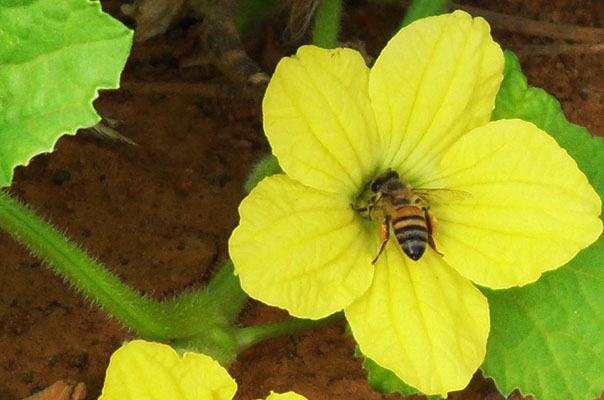 Abelhas escolhem flores de melão pelo cheiro – Revista Rural
