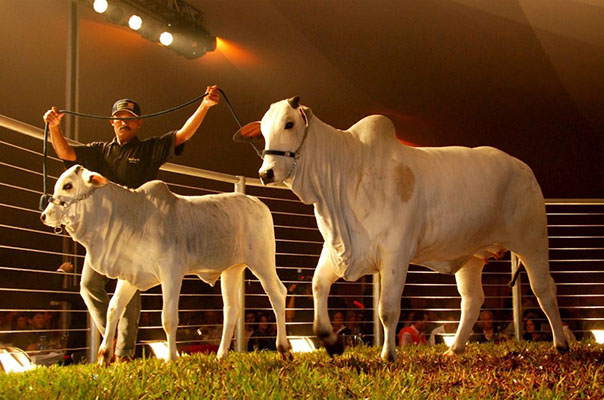 Semana do Zebu apresenta lives com foco nos leilões da 86ª ExpoZebu