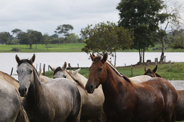 cavalo pulando no Pantanal de mato grosso 🤠 