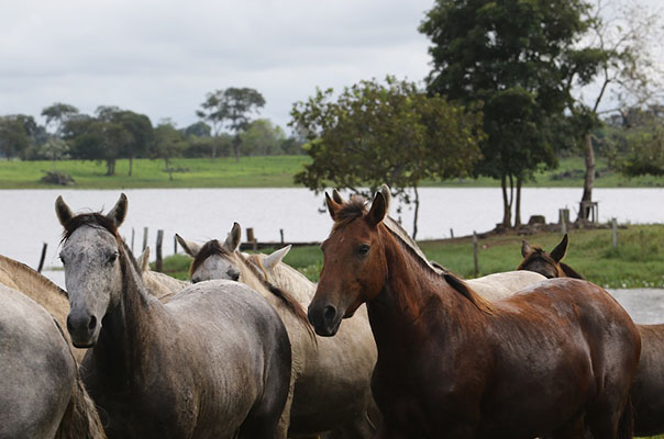 Versátil, Cavalo Pantaneiro conquista espaço no mercado – Revista Rural