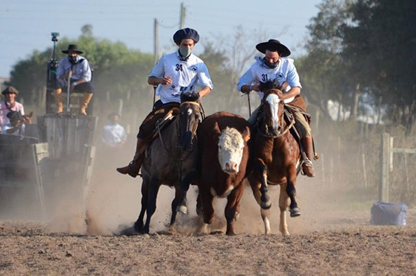 Versátil, Cavalo Pantaneiro conquista espaço no mercado – Revista Rural