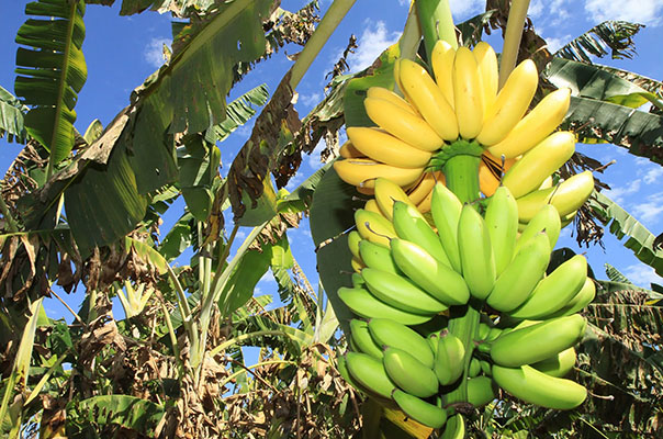 Banana Brasil - Bares - Jardim Guanabara, São Carlos