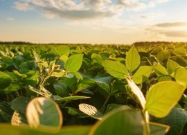 Soja matogrossense mantém vazio sanitário entre junho e setembro